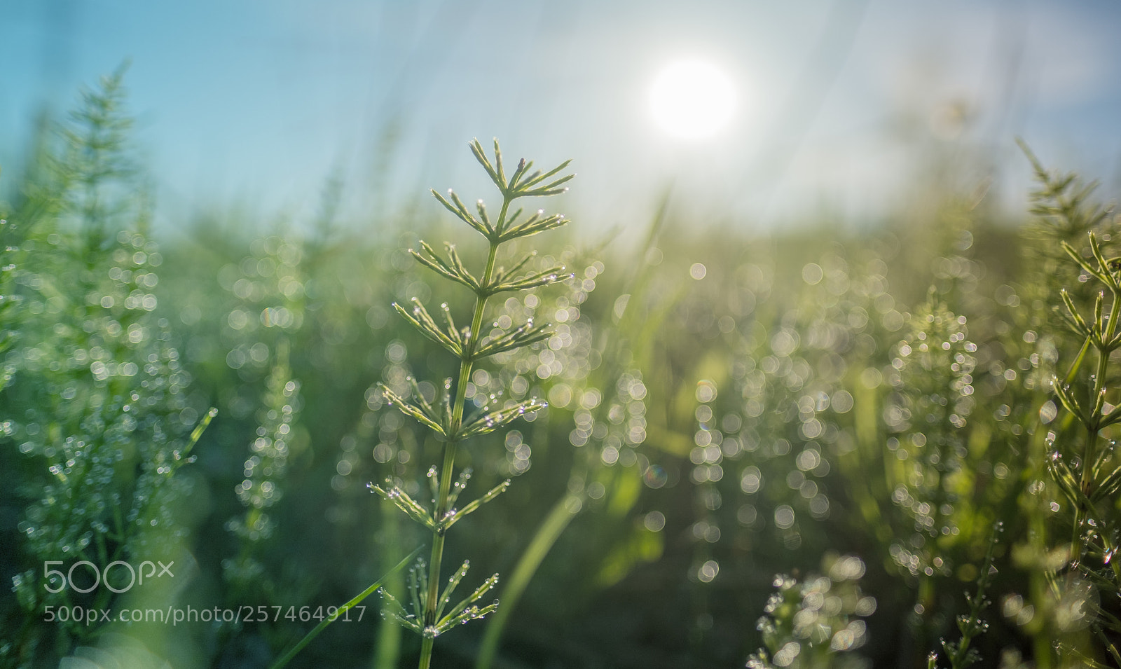 Fujifilm X-T20 sample photo. In the morning photography