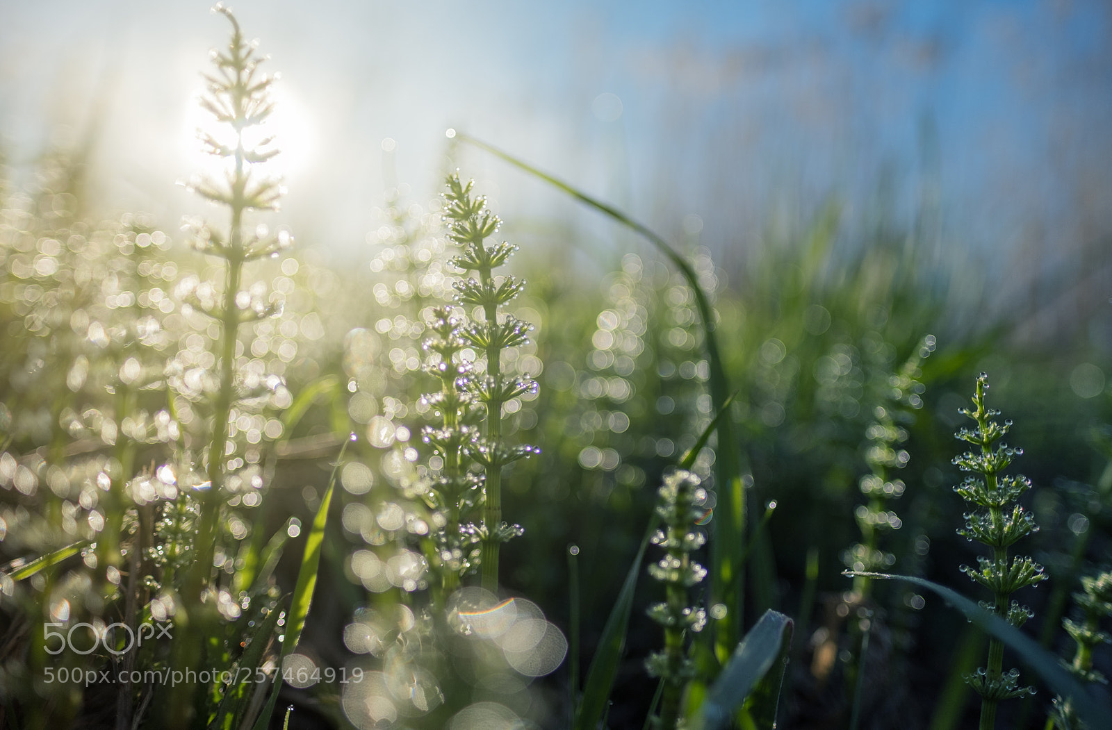 Fujifilm X-T20 sample photo. In the morning photography