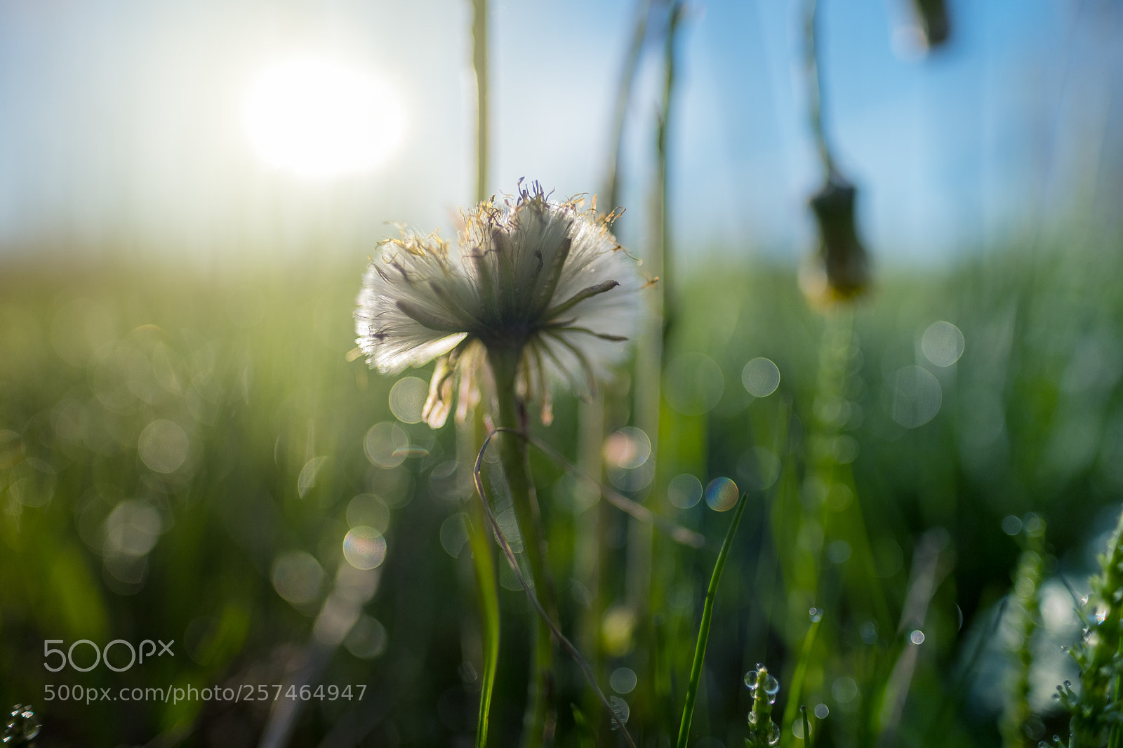 Fujifilm X-T20 sample photo. In the morning photography