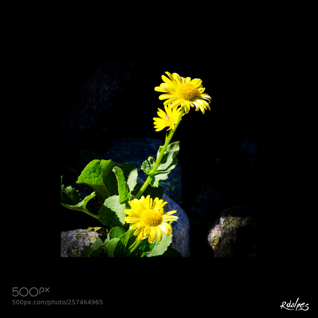 Nikon D7000 sample photo. Le jaune et le photography