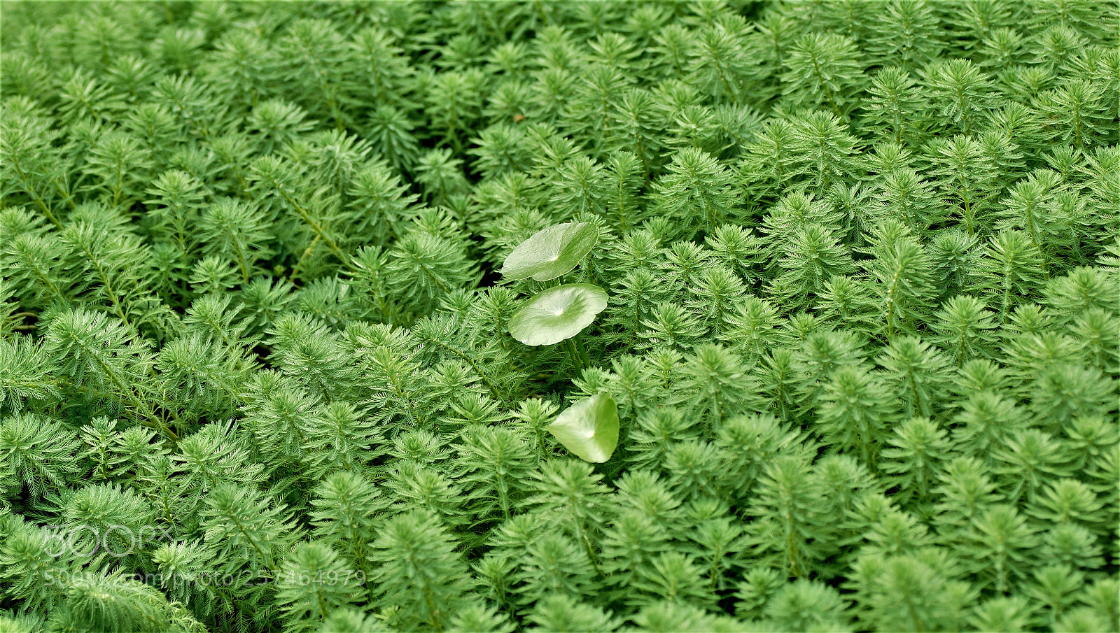 Sony SLT-A65 (SLT-A65V) sample photo. 欣欣向榮evergreen photography