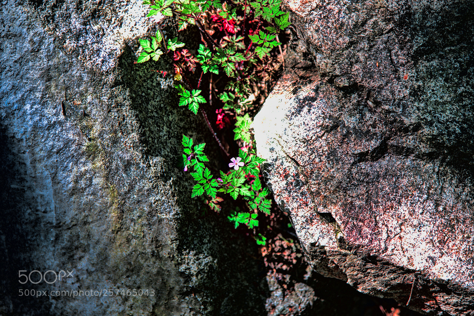 Nikon D850 sample photo. Life in the cracks photography