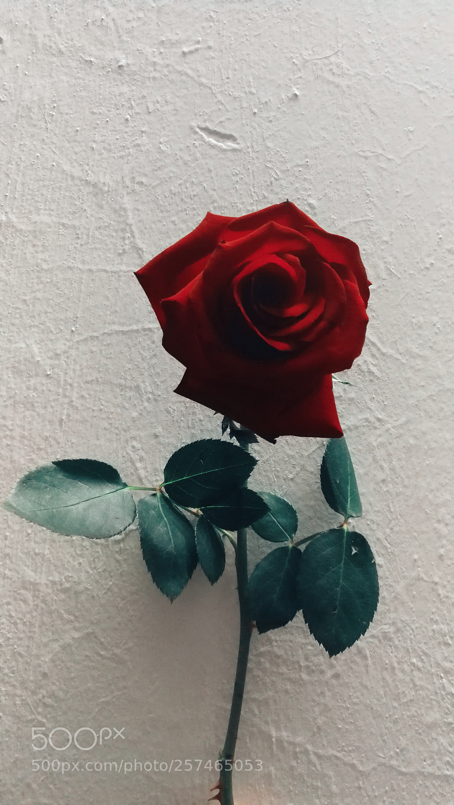 HUAWEI P10 Plus sample photo. Untitled photography