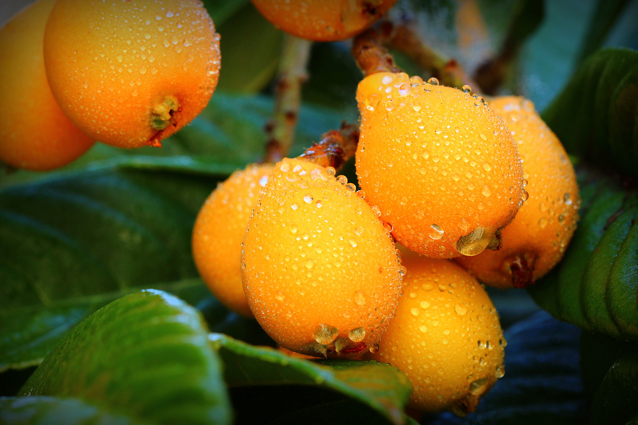 Canon EF 100mm F2.8 Macro USM sample photo. Loquat ... photography