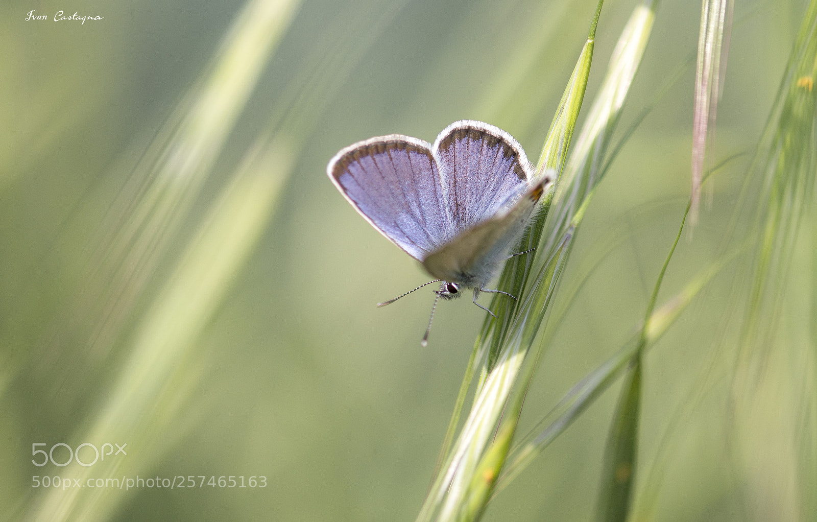 Nikon D7200 sample photo. Butterfly photography