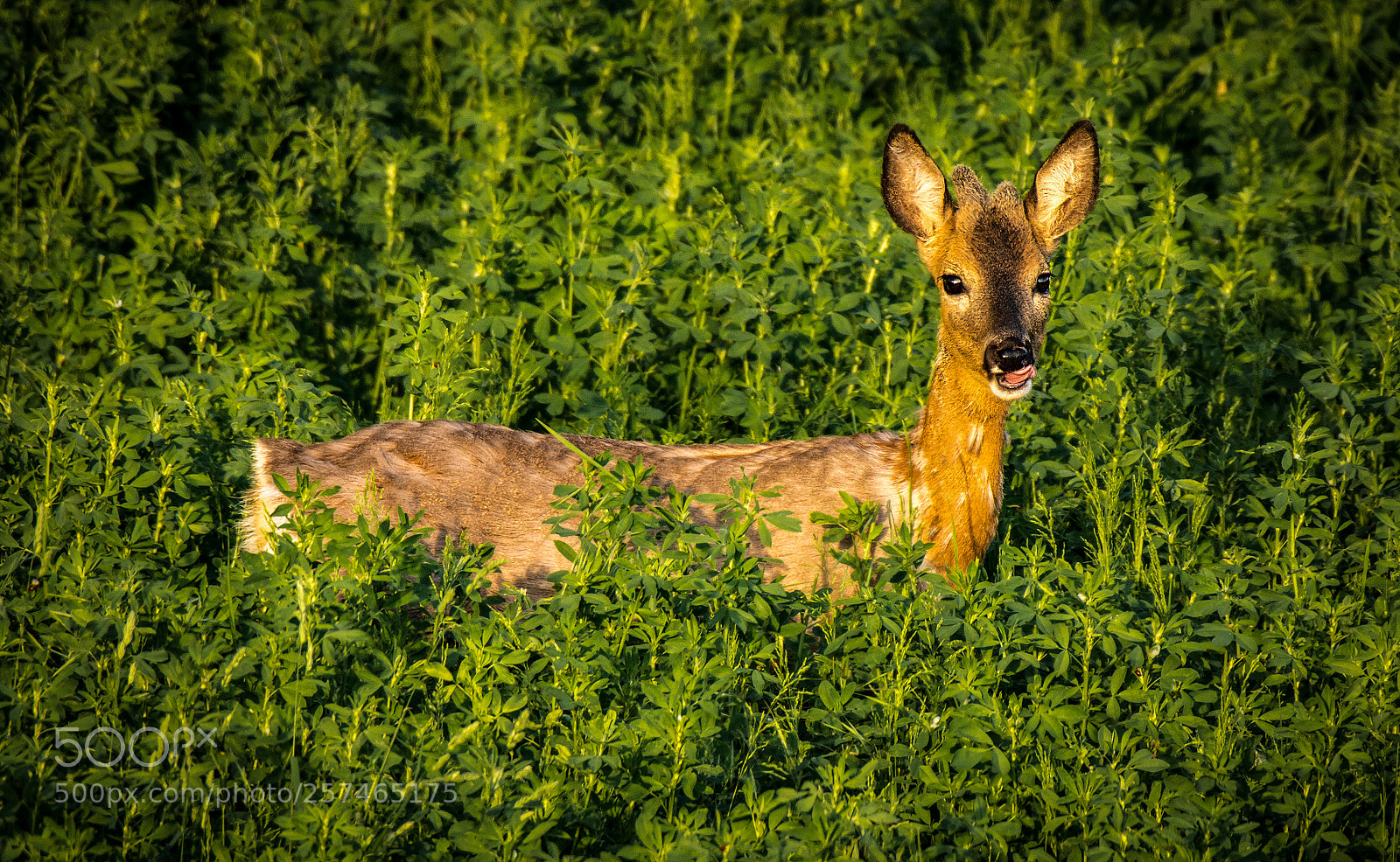 Nikon D7200 sample photo. Tasty alfalfa photography