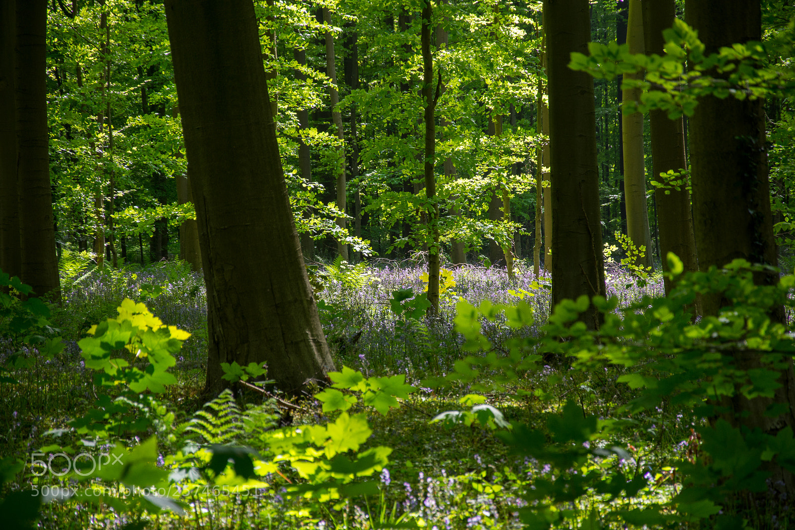 Nikon D7200 sample photo. Hallerbos photography