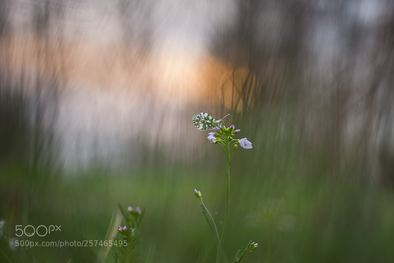 Canon EOS 5D Mark II sample photo. Orange tip in evening photography