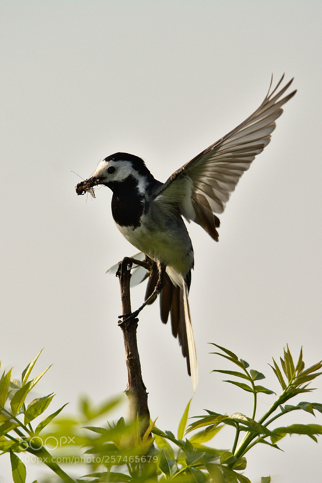 Nikon D7100 sample photo. Bergeronnette grise (motacilla alba) photography