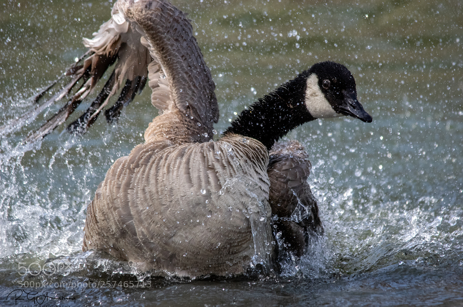 Pentax K-3 II sample photo. Goose spa photography