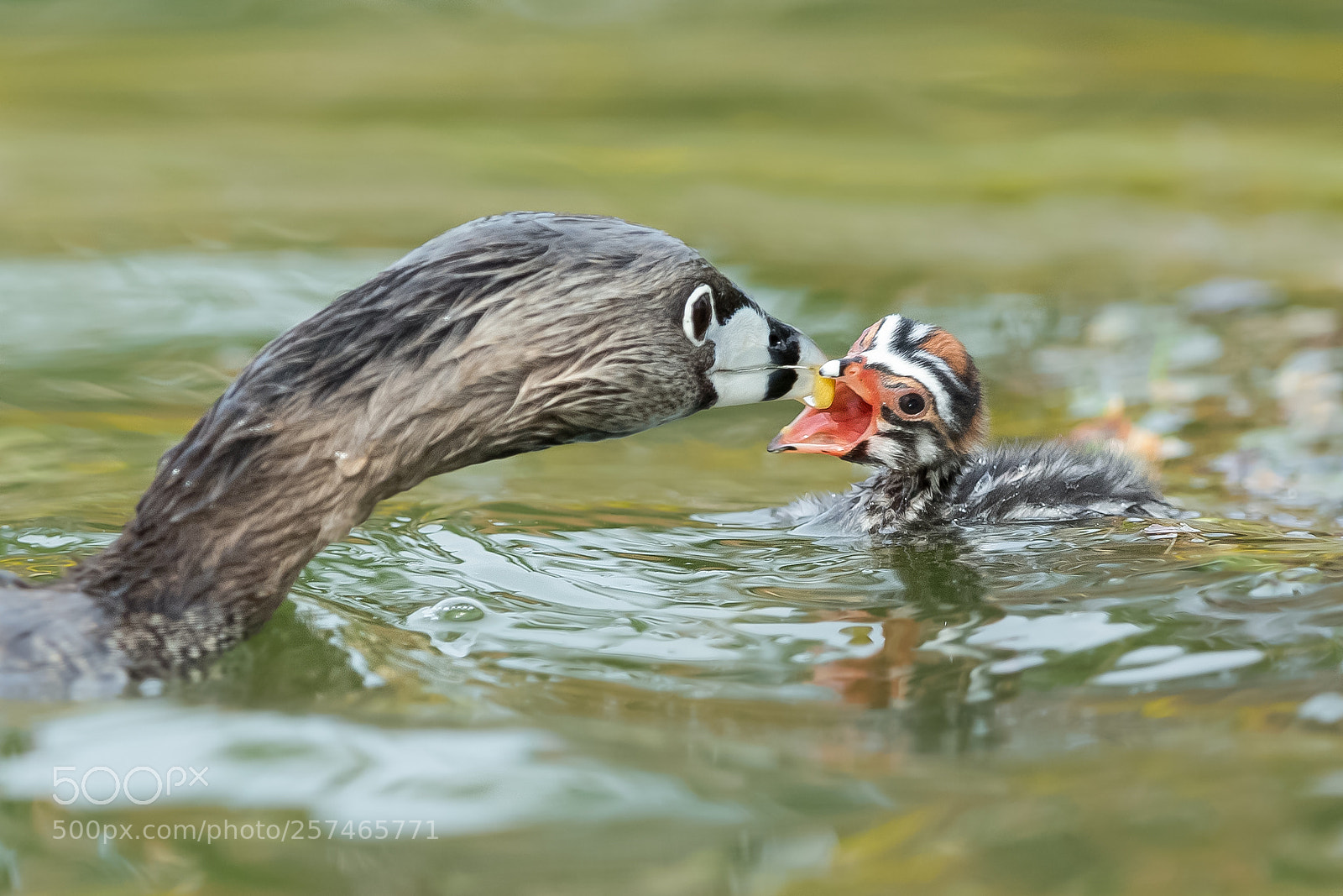 Canon EOS-1D X sample photo. Pied billed grebe and photography