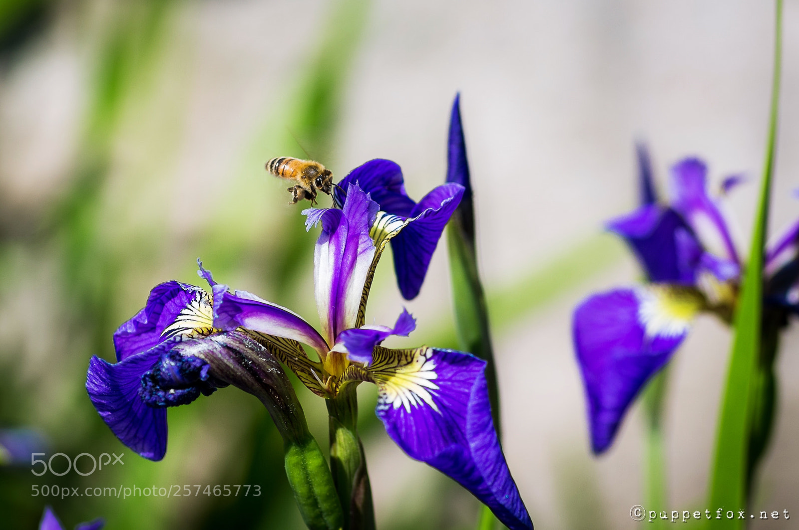 Pentax K-r sample photo. Bee on the iris photography