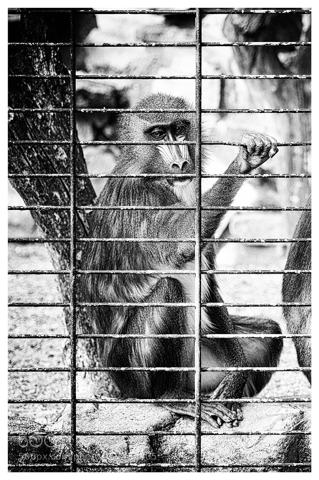 Fujifilm X-Pro1 sample photo. Jailed ! photography