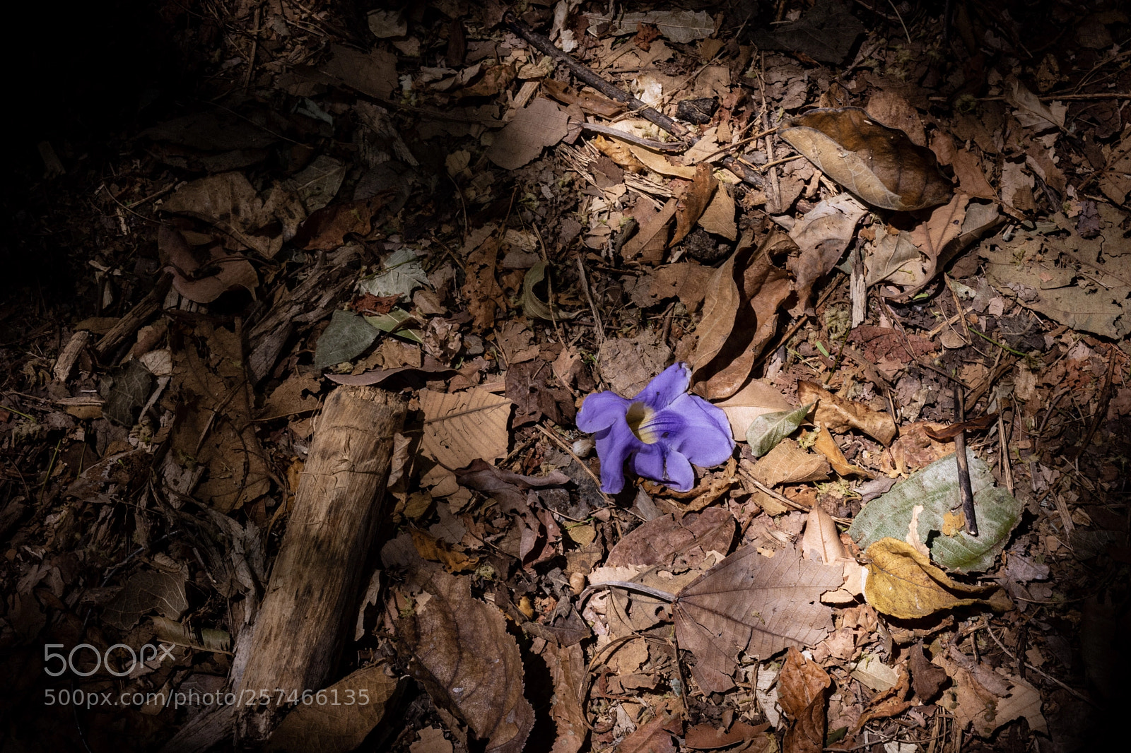 Nikon D7200 sample photo. Untitled photography