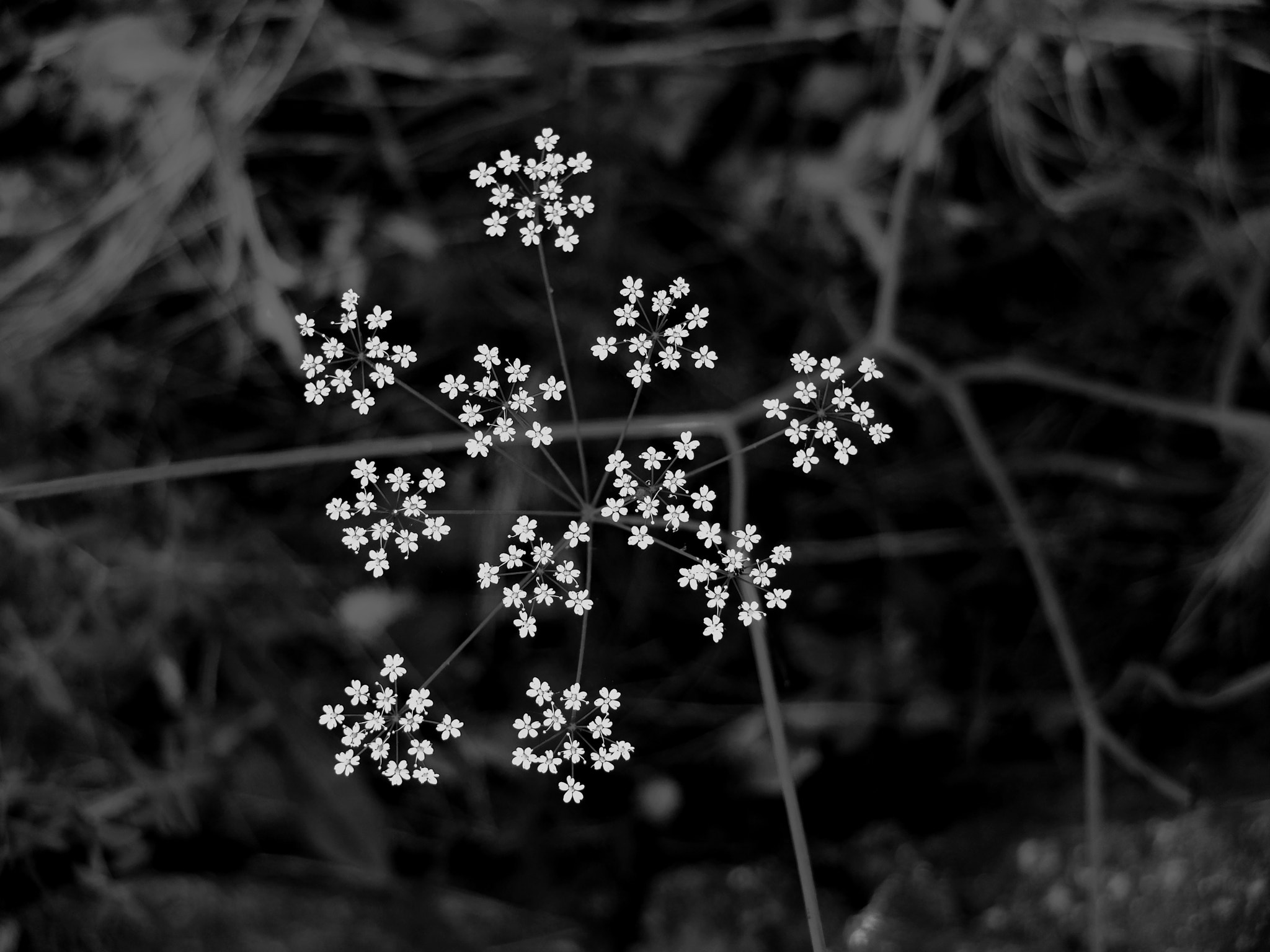 Fujifilm X20 sample photo. Flower photography