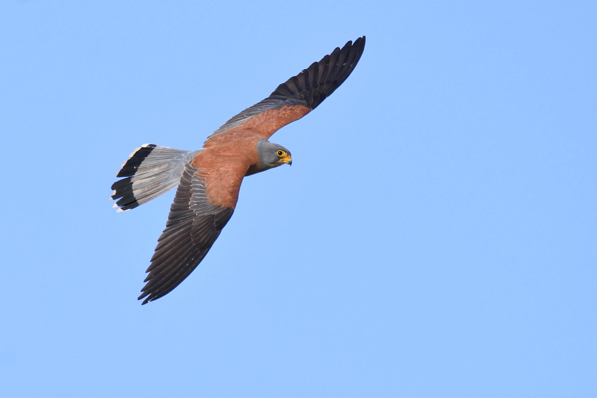 Nikon D7200 sample photo. Falco naumanni photography