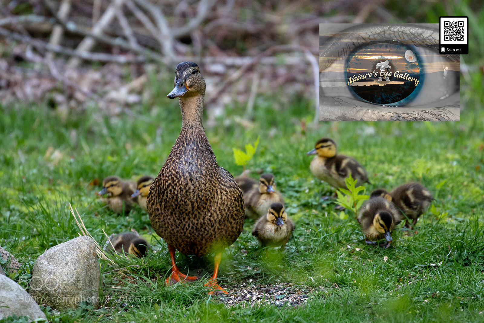 Canon EOS 5D Mark IV sample photo. Mom's watchful eye photography