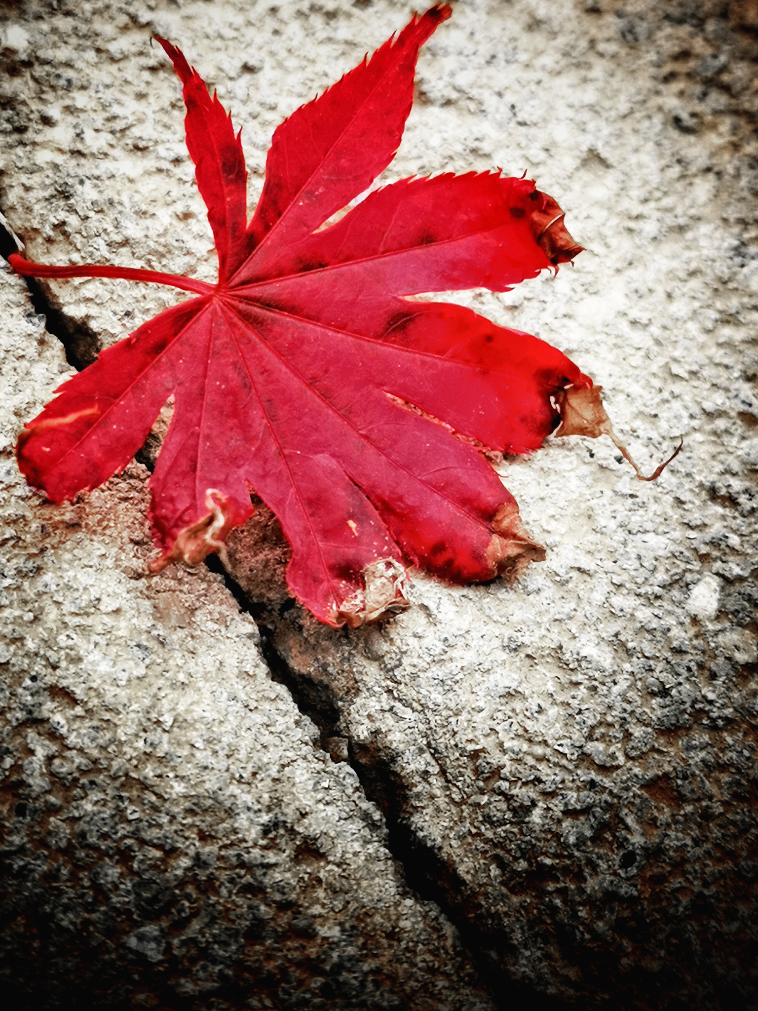HUAWEI P20 Pro sample photo