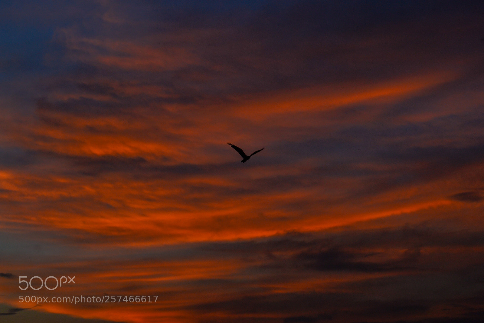 Nikon D3100 sample photo. Flight \\ skyporn#1 photography