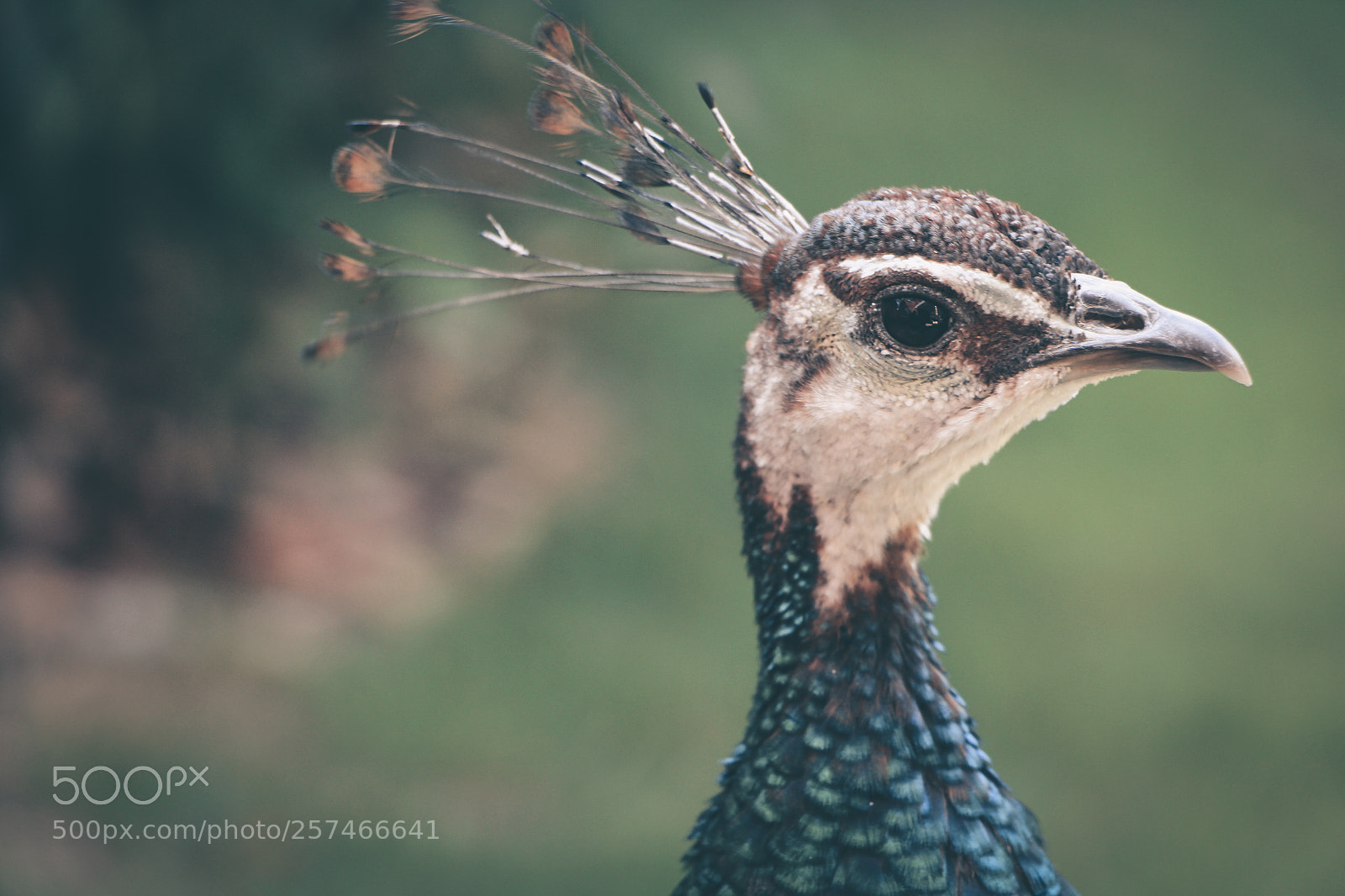 Canon EOS 700D (EOS Rebel T5i / EOS Kiss X7i) sample photo. Wild peahen in english photography