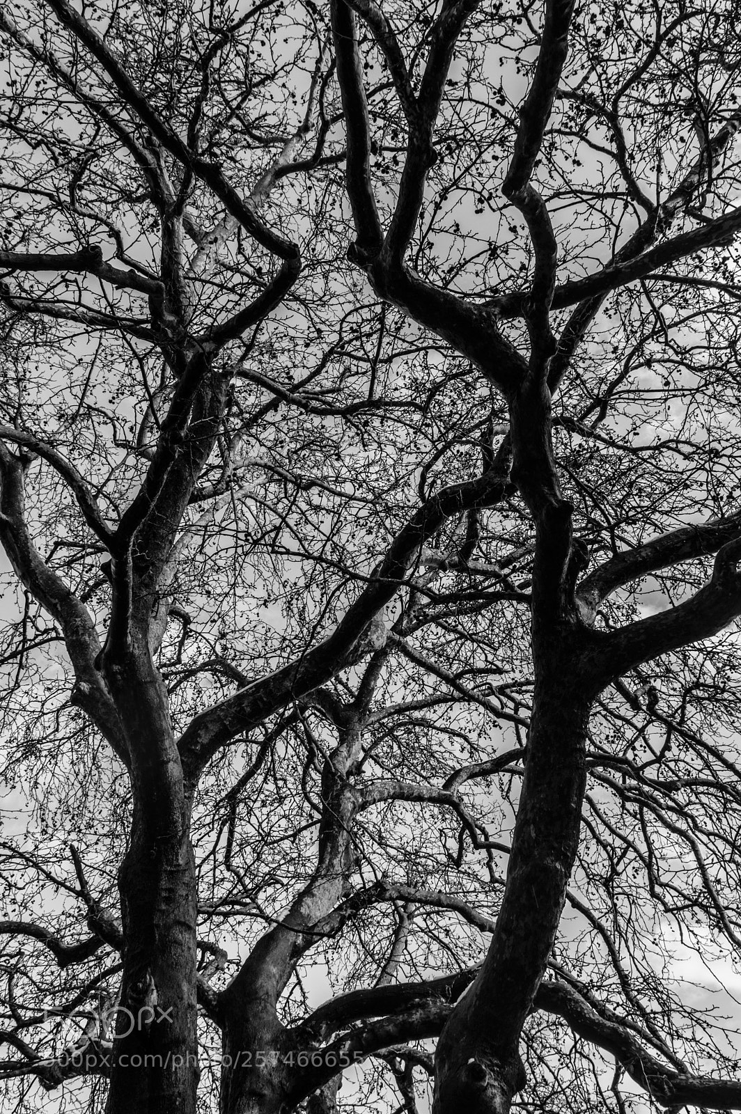 Nikon D3200 sample photo. Branches photography