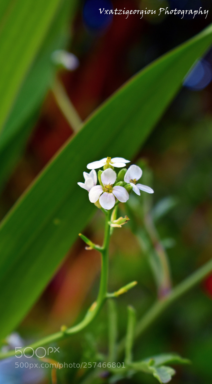 Nikon D3400 sample photo. Flowers photography