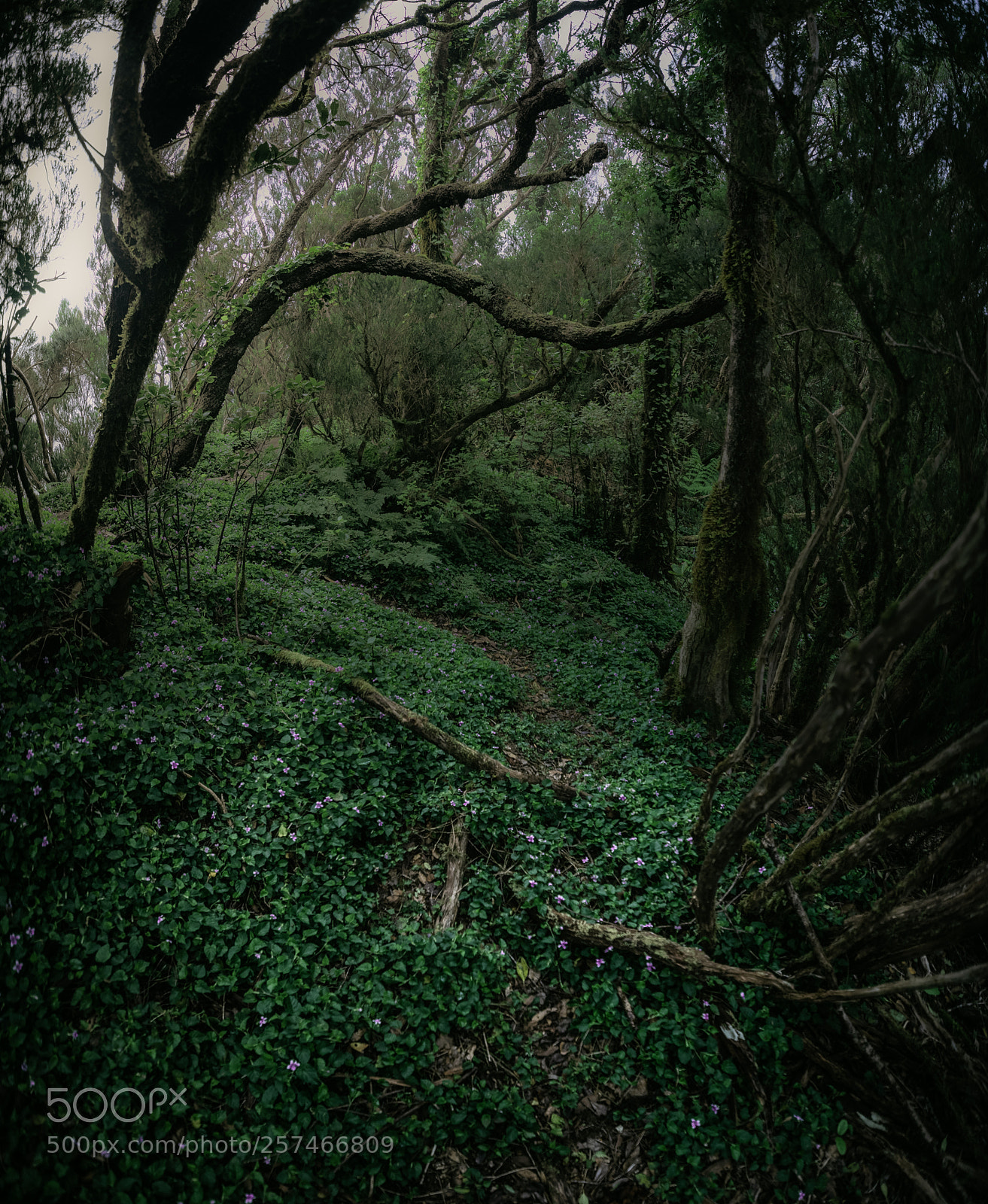 Nikon D750 sample photo. Fairyland photography