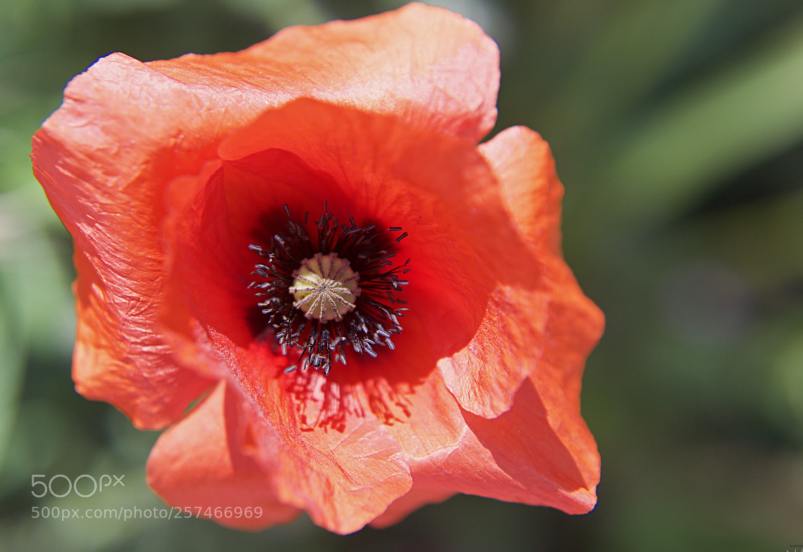 Nikon D3100 sample photo. Red of love...* photography