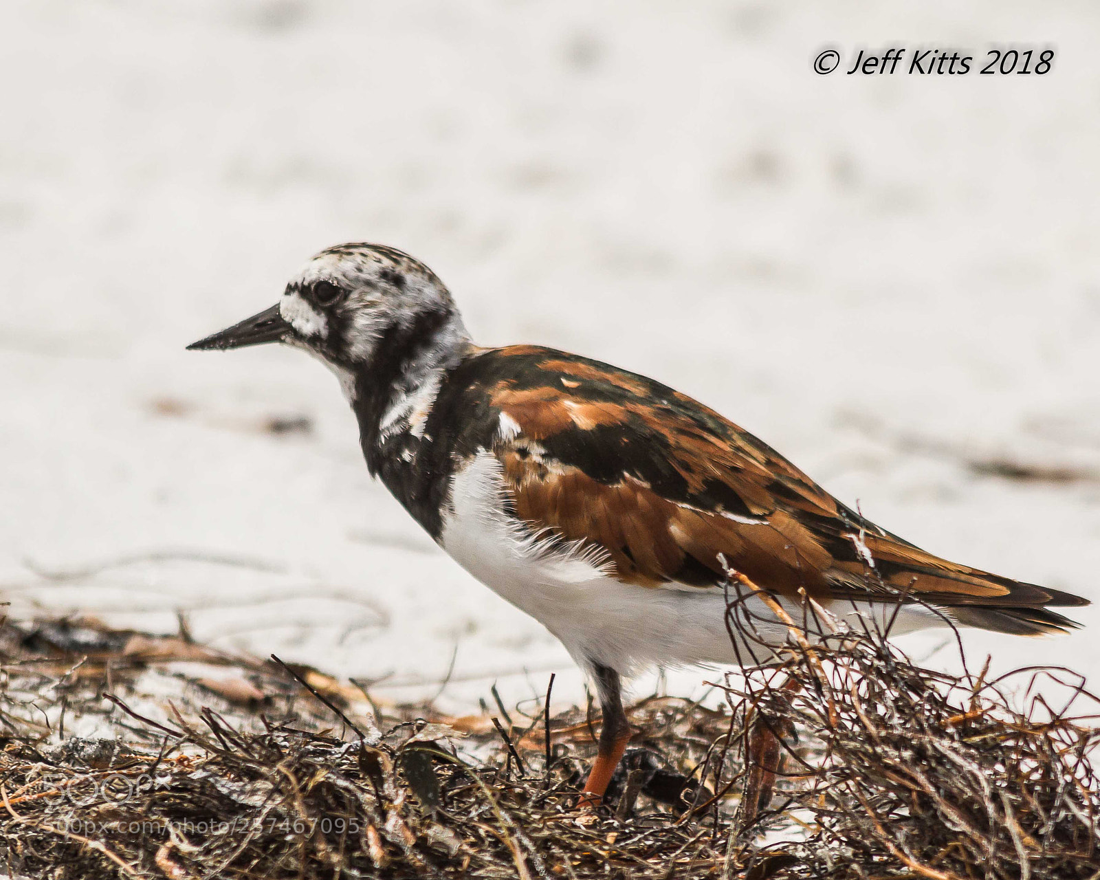 Canon EOS 7D sample photo. 7354- ruddy turnstone photography