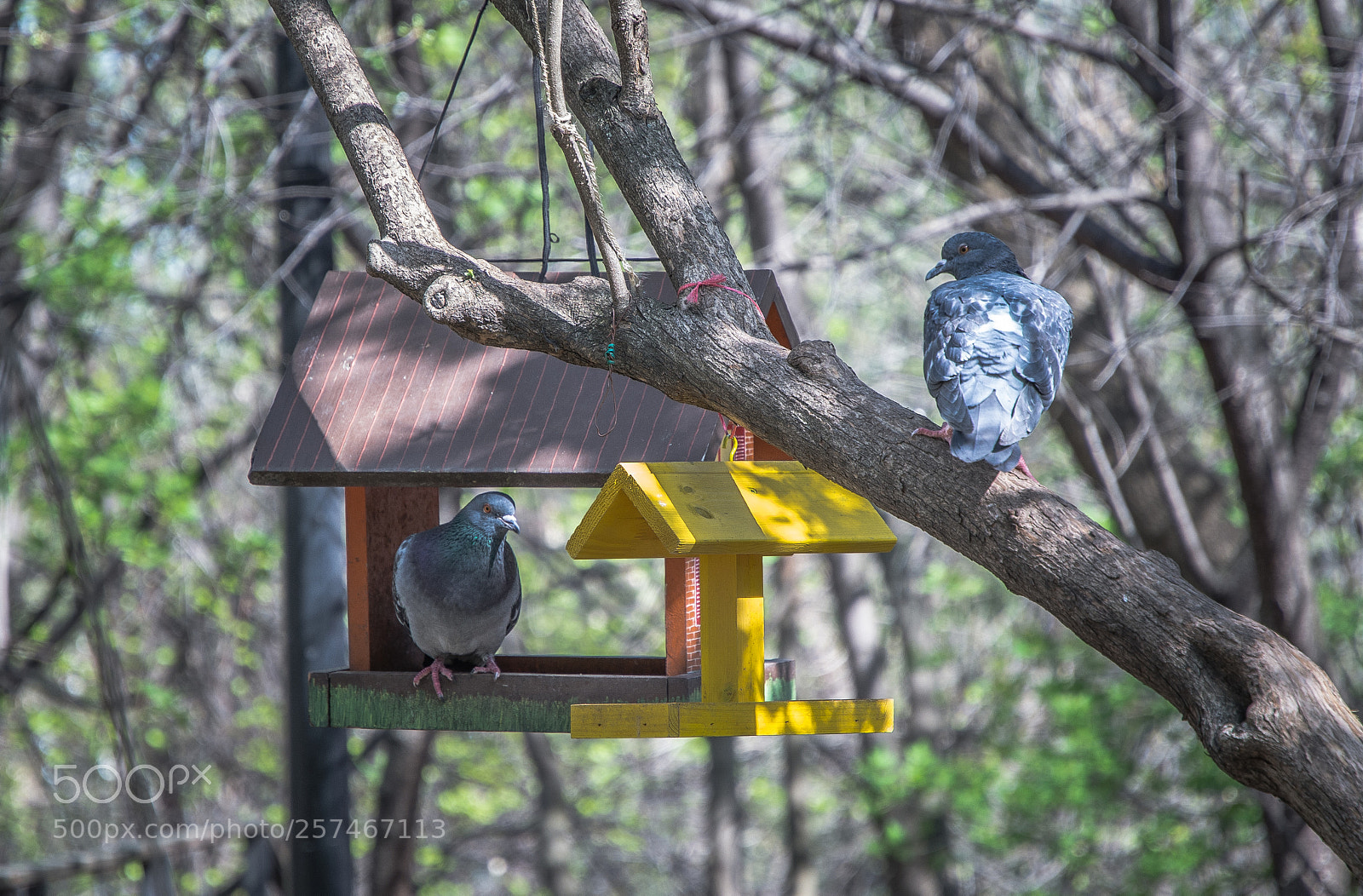 Nikon D7100 sample photo. *** photography