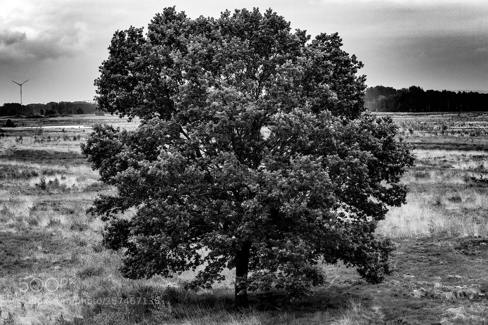 Canon EOS 7D Mark II sample photo. Der baum photography