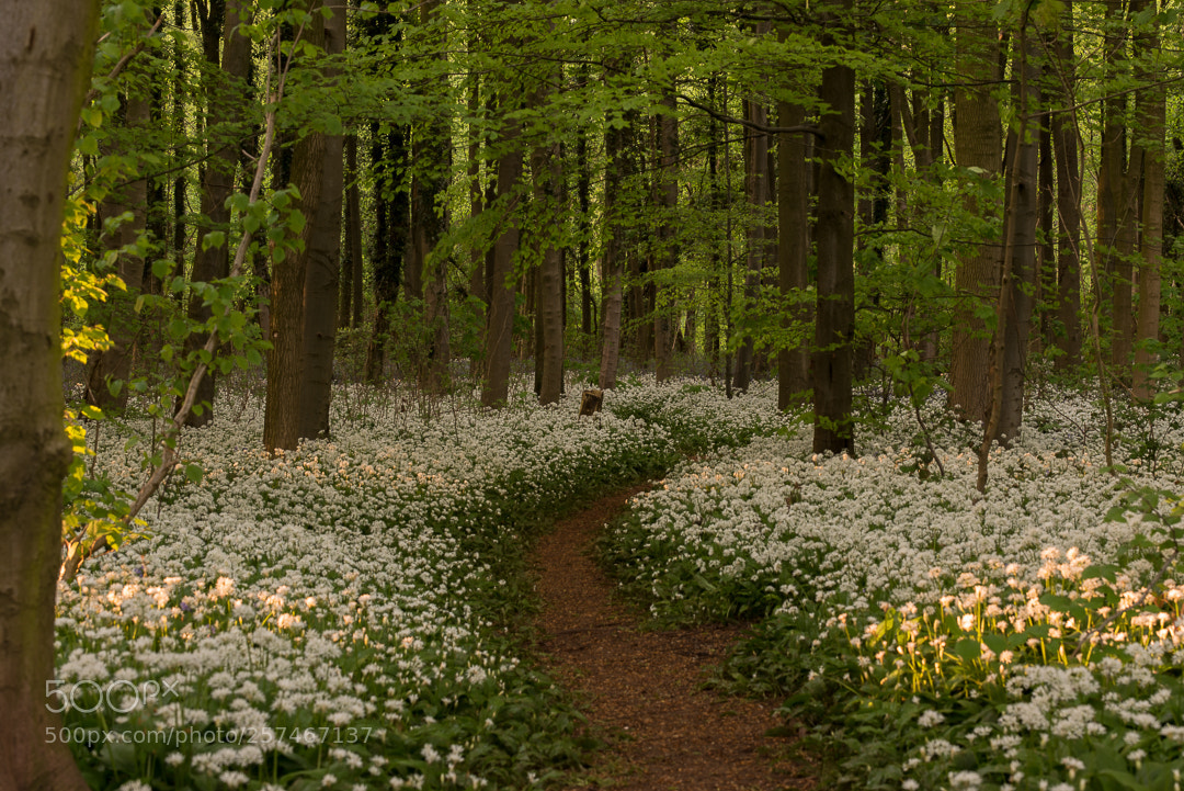 Nikon D750 sample photo. Wild garlic photography