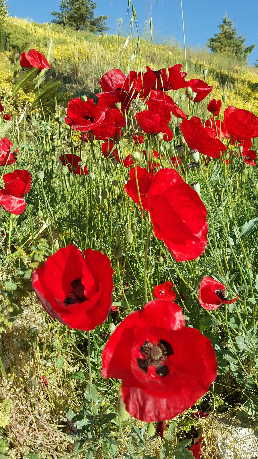 Samsung Galaxy Note5 sample photo. Untitled photography