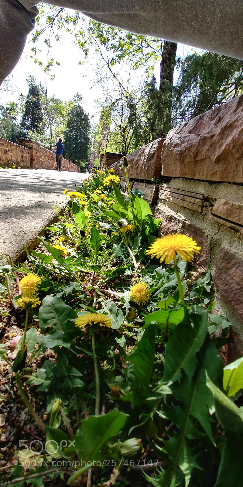 LG G6 sample photo. Charming dandelions. photography