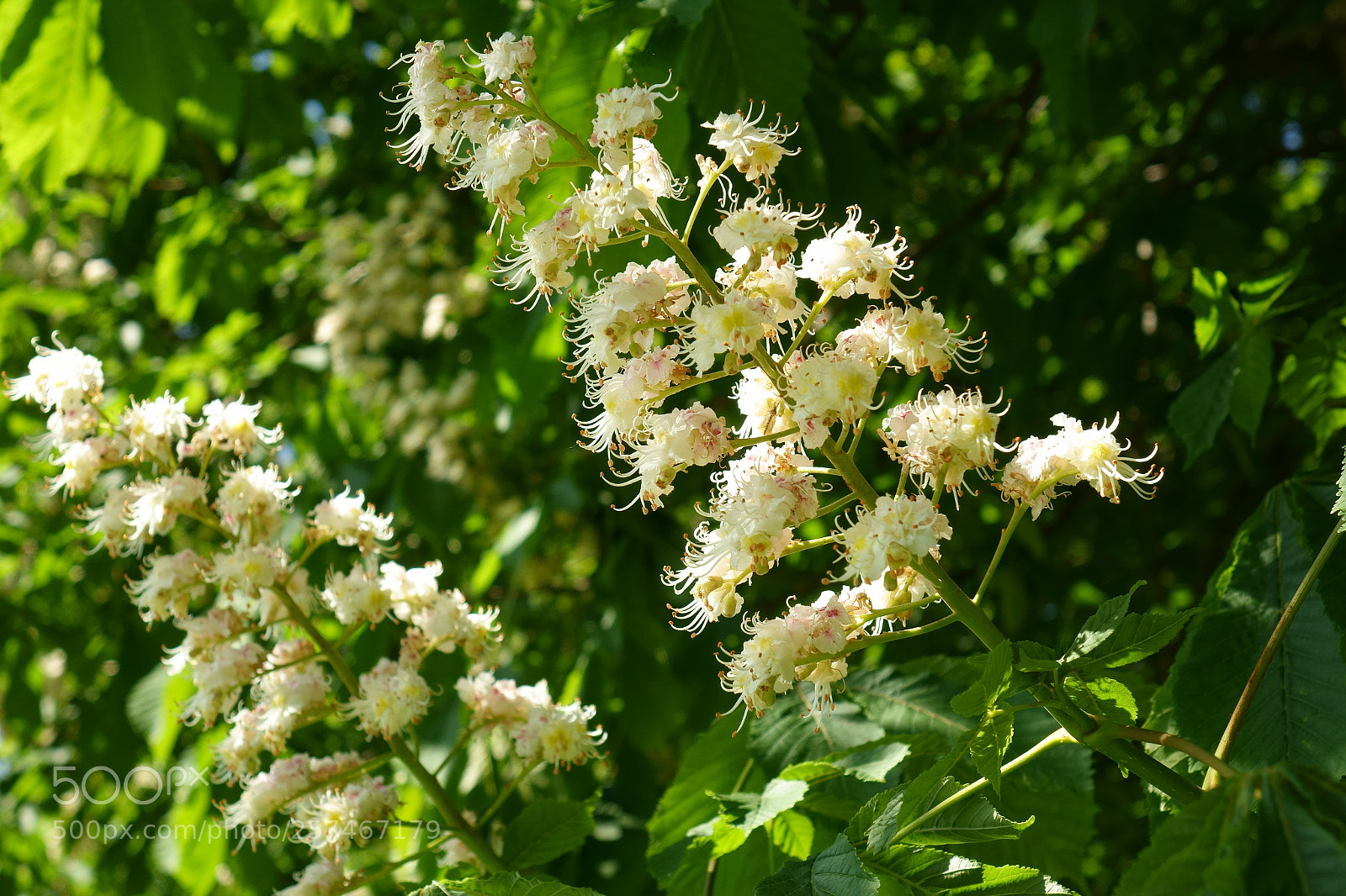 Sony Cyber-shot DSC-RX10 sample photo. Blossoming chestnut tree photography