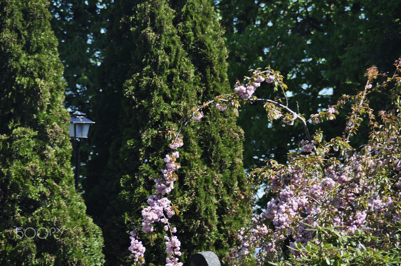 Nikon D5000 sample photo. Vårens blommor_01 photography