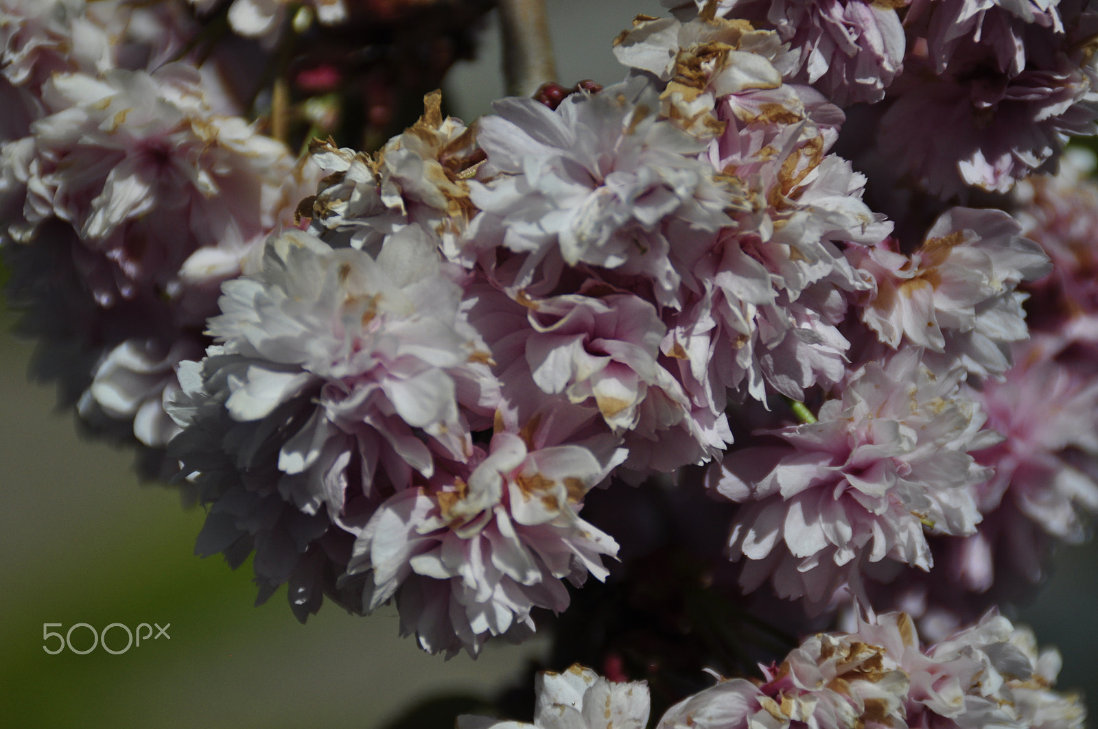 Nikon D5000 sample photo. Vårens blommor_02 photography