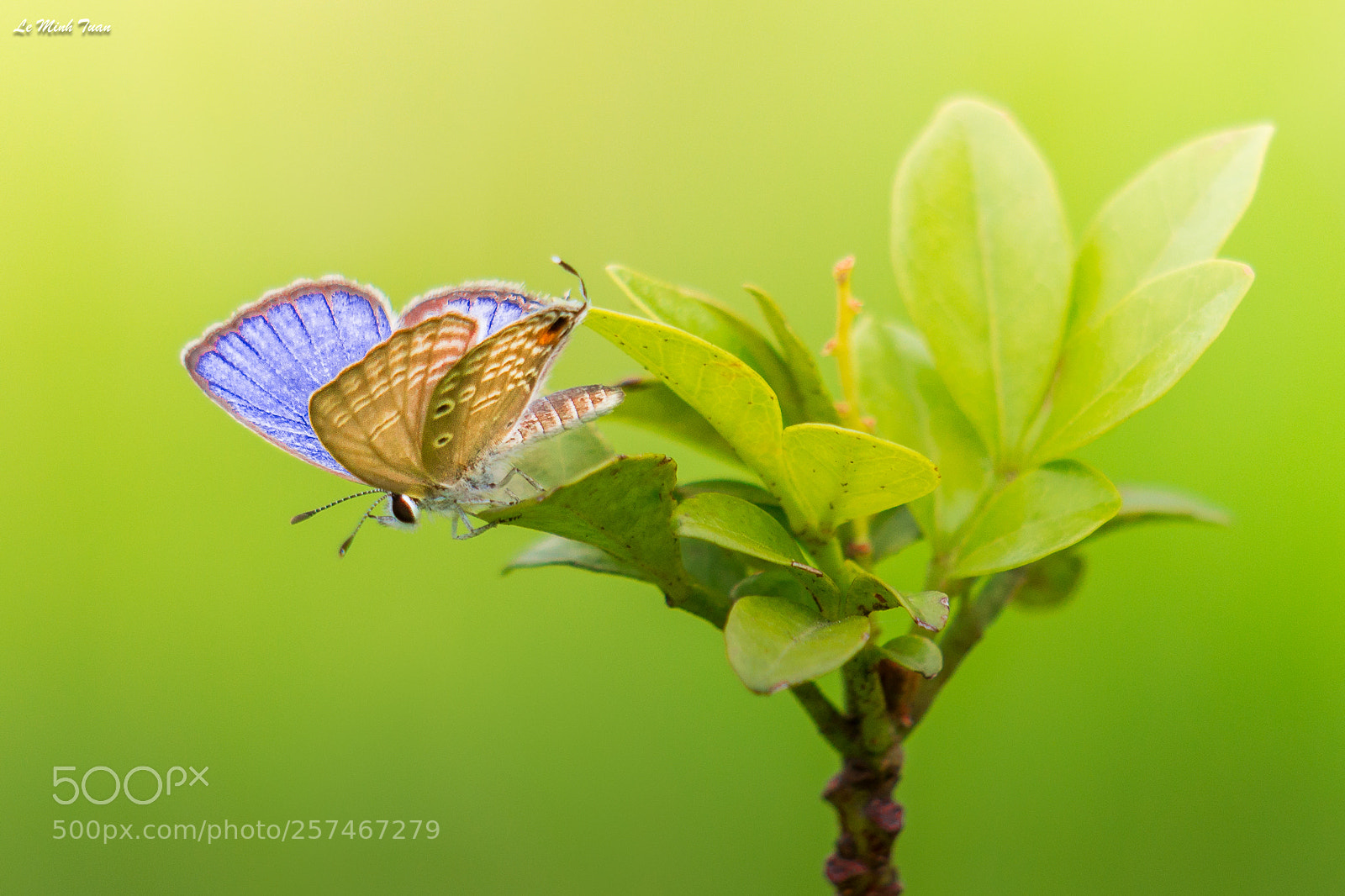 Sony Alpha NEX-7 sample photo. Butterfly photography