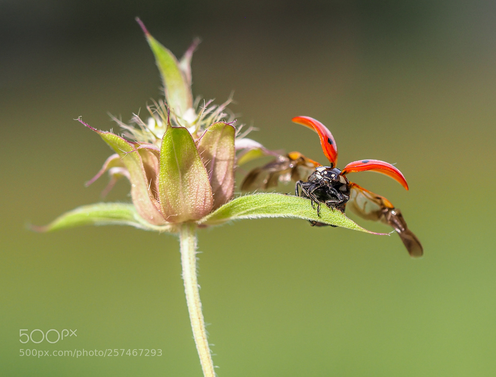 Olympus OM-D E-M1 Mark II sample photo. Ladybug photography