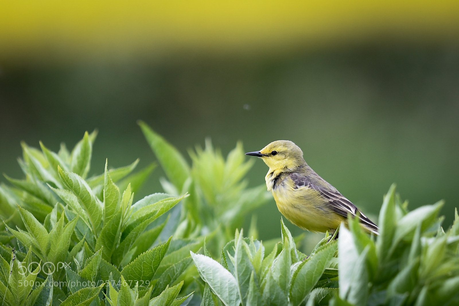 Nikon D500 sample photo. Yellow wagtail photography
