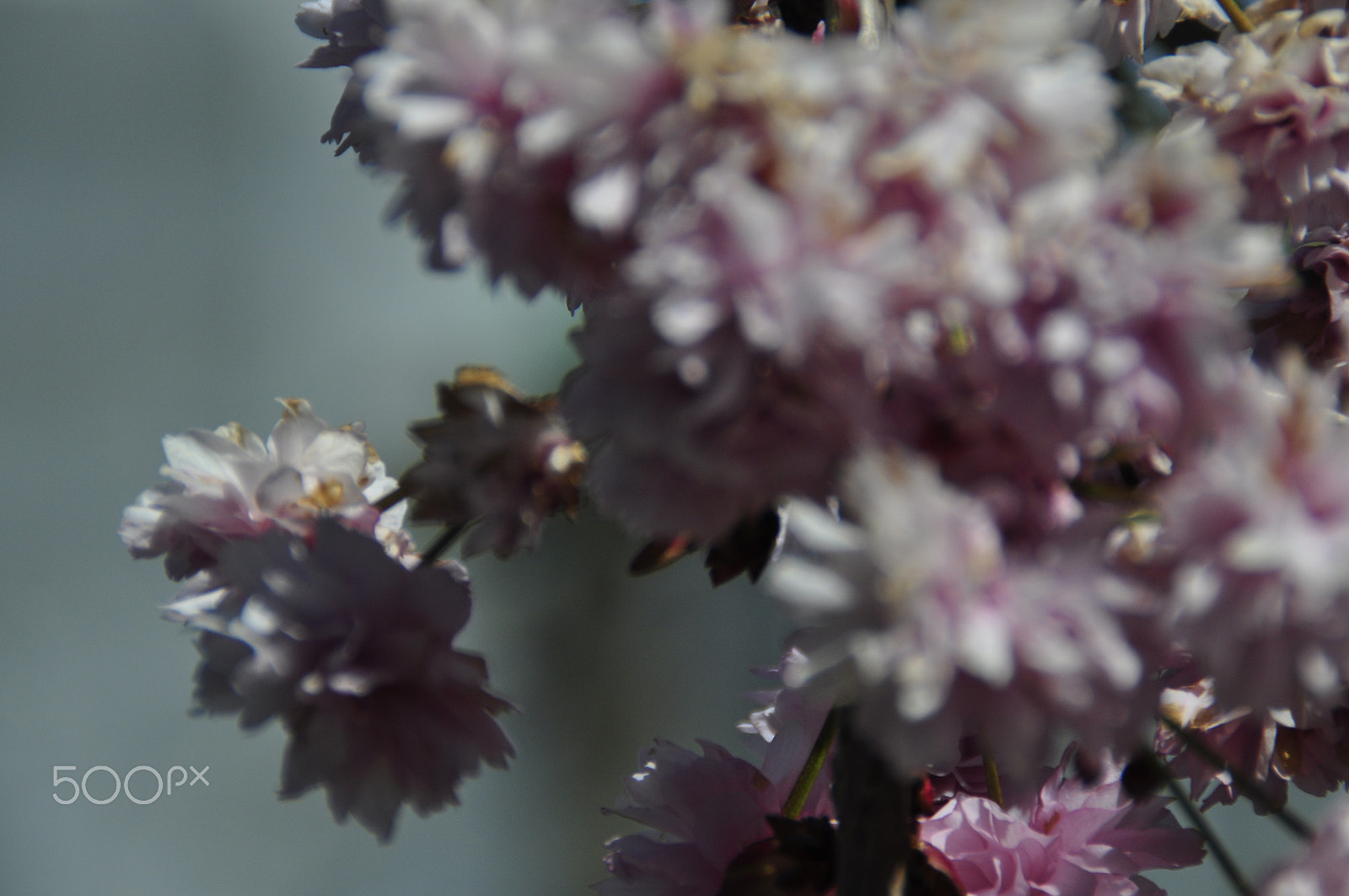Nikon D5000 sample photo. Vårens blommor_03 photography
