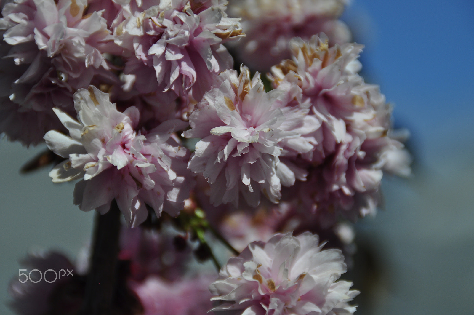 Nikon D5000 sample photo. Vårens blommor_04 photography