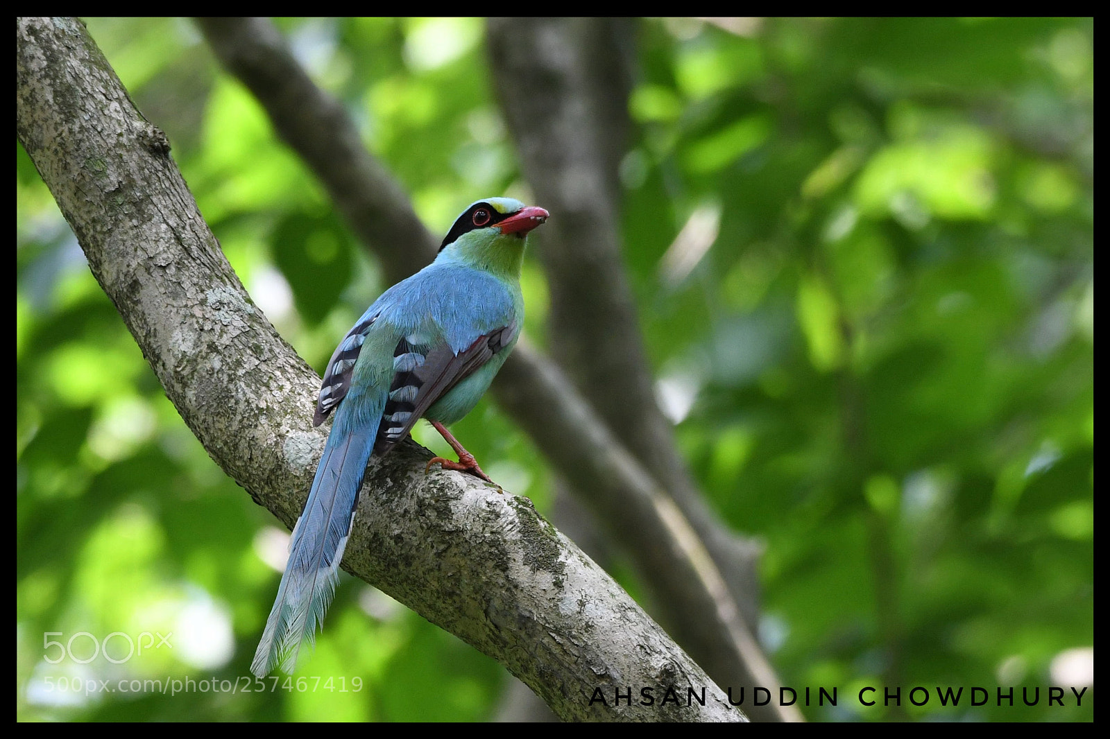 Nikon D500 sample photo. Common green magpie photography