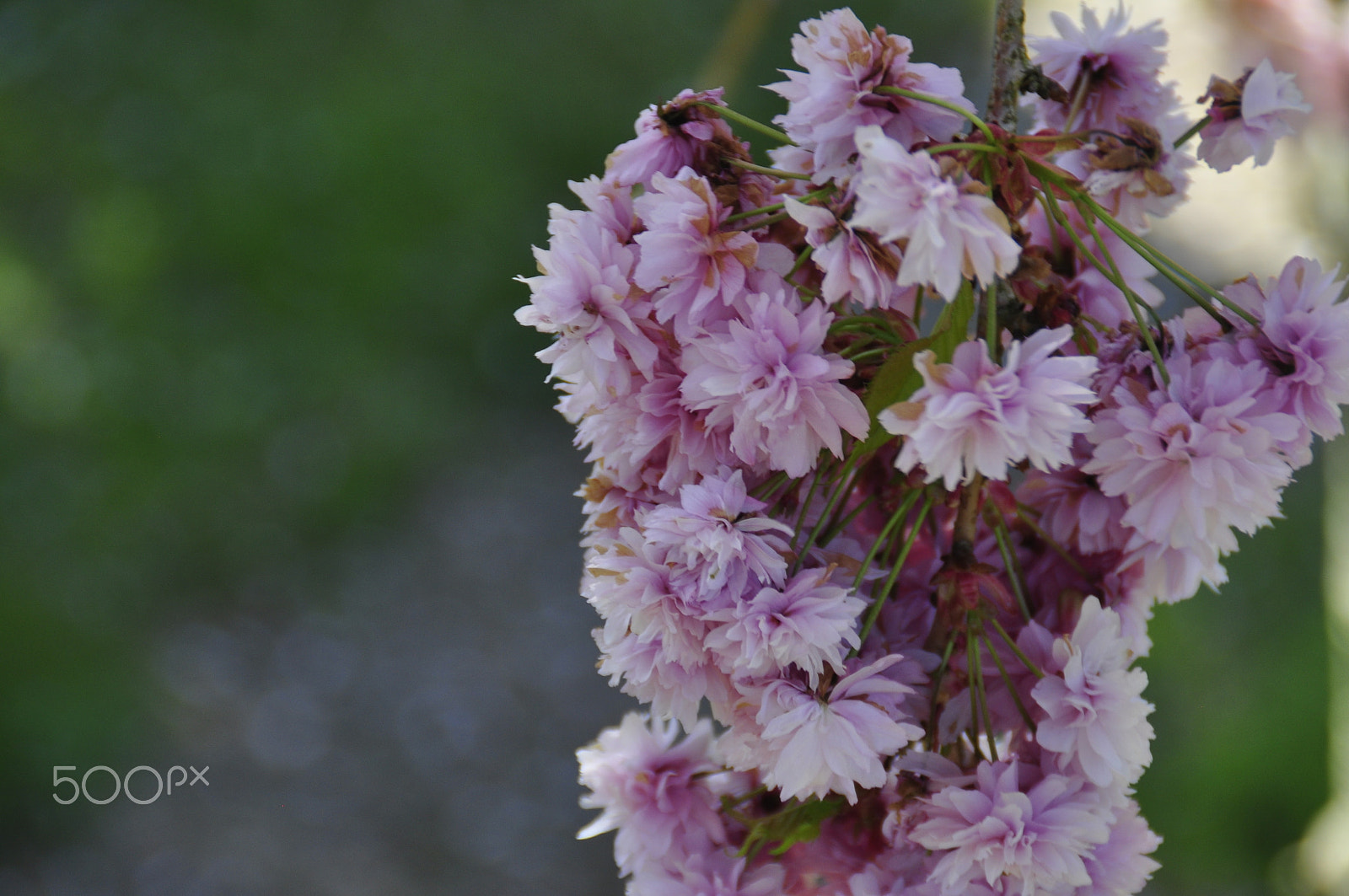 Nikon D5000 sample photo. Vårens blommor_05 photography