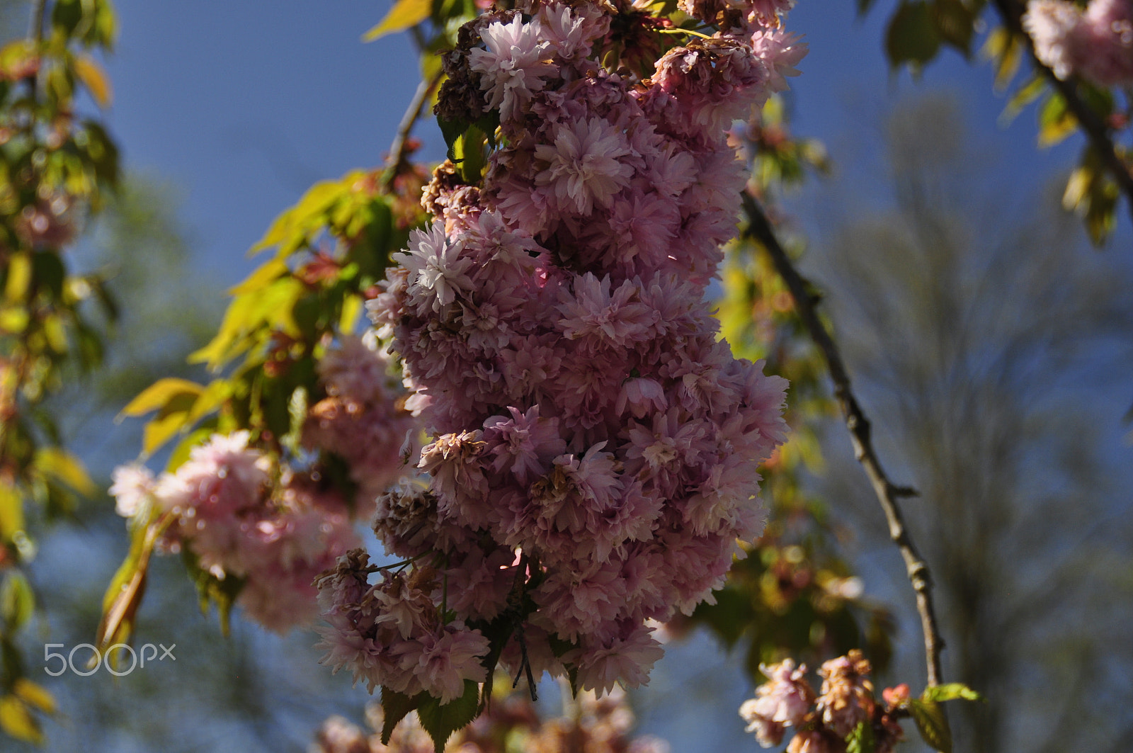 Nikon D5000 sample photo. Vårens blommor_06 photography