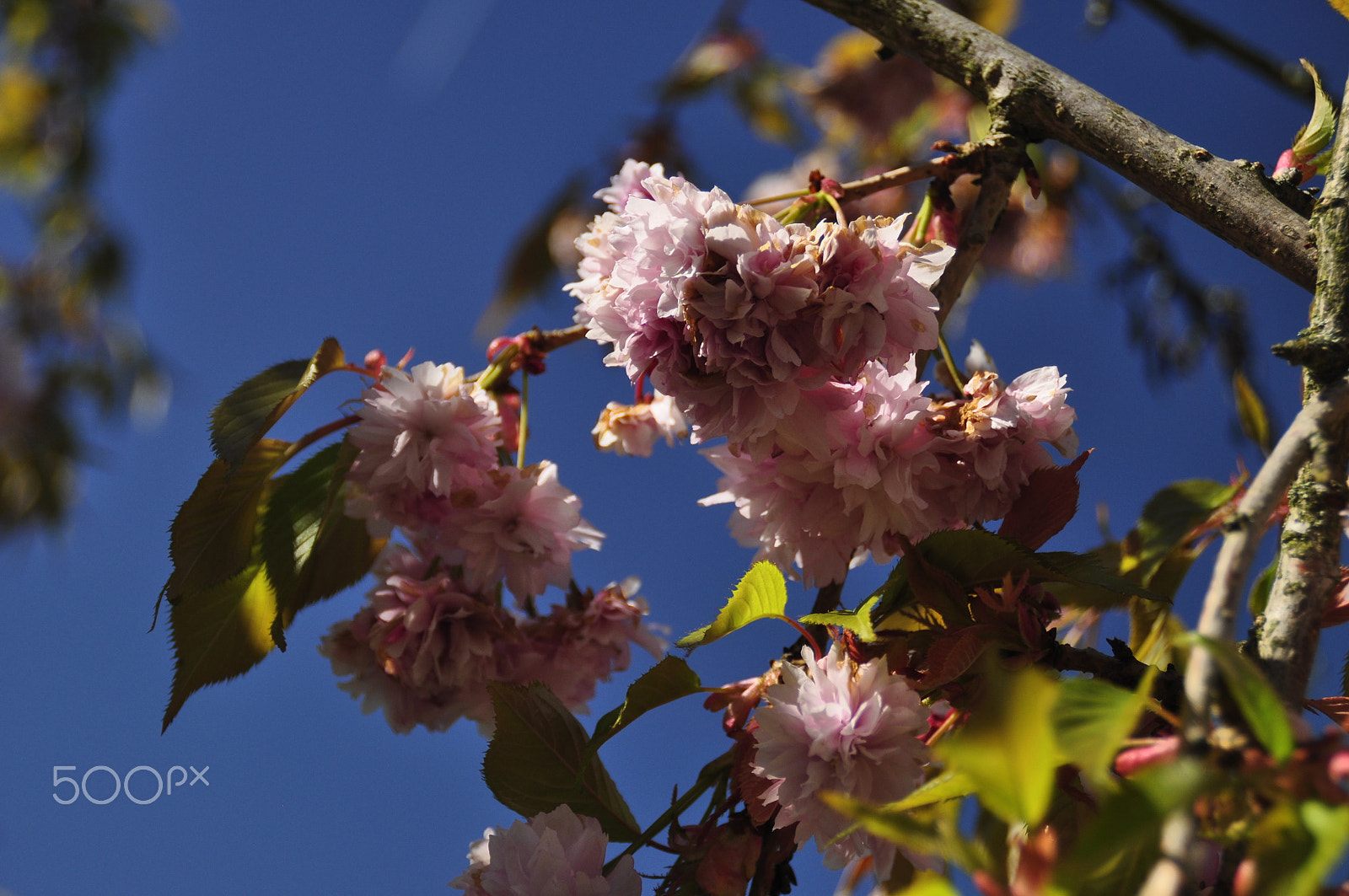 Nikon D5000 sample photo. Vårens blommor_07 photography