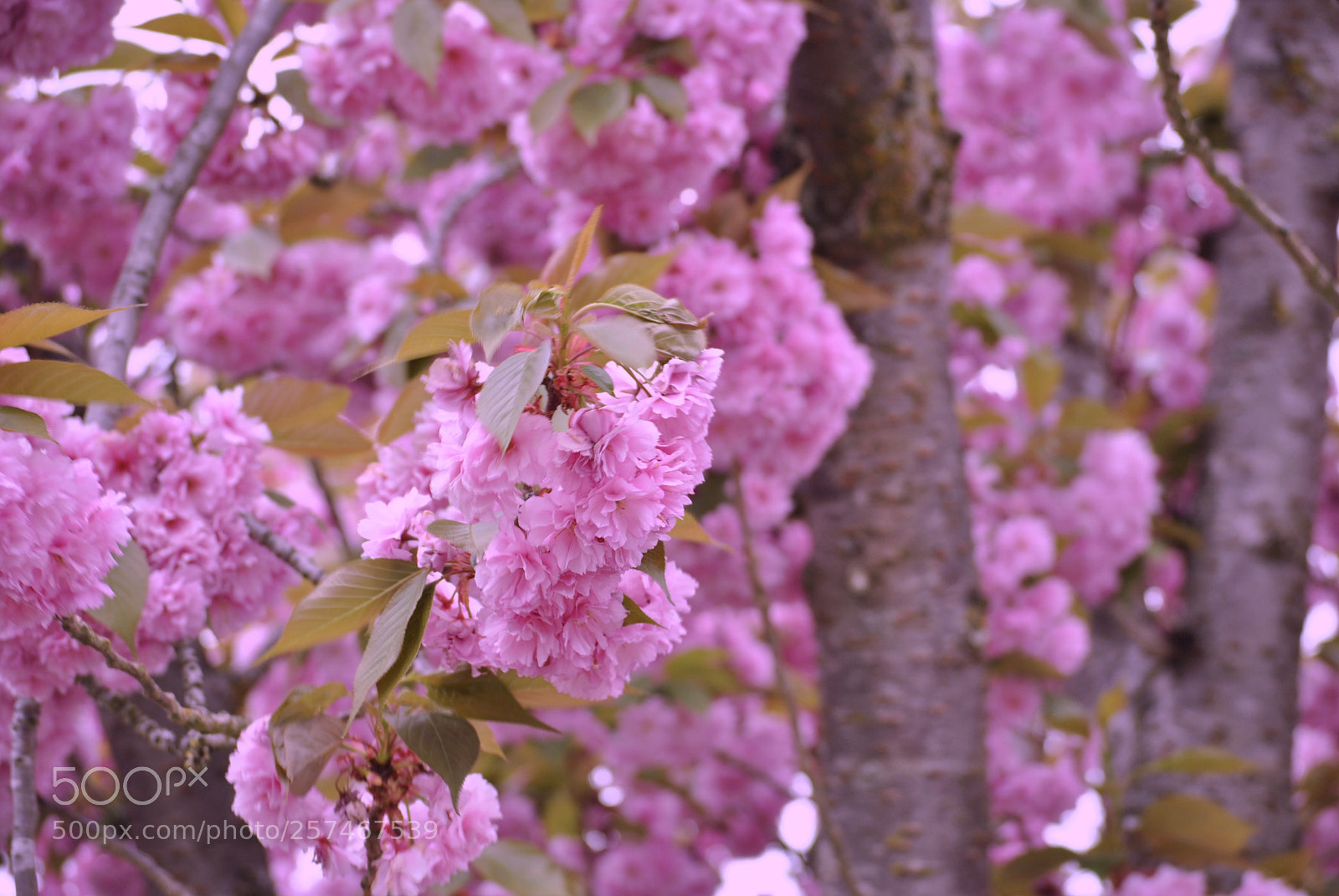 Nikon D3000 sample photo. Blossom photography