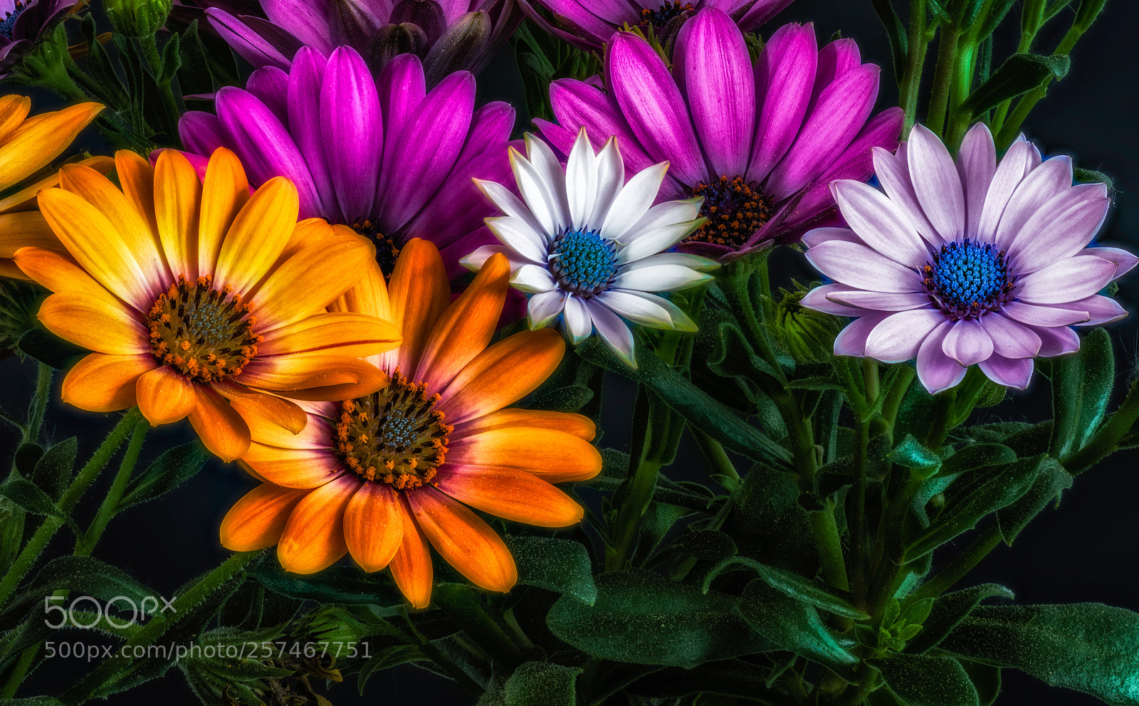 Nikon D810 sample photo. Cape daisy colorplay photography