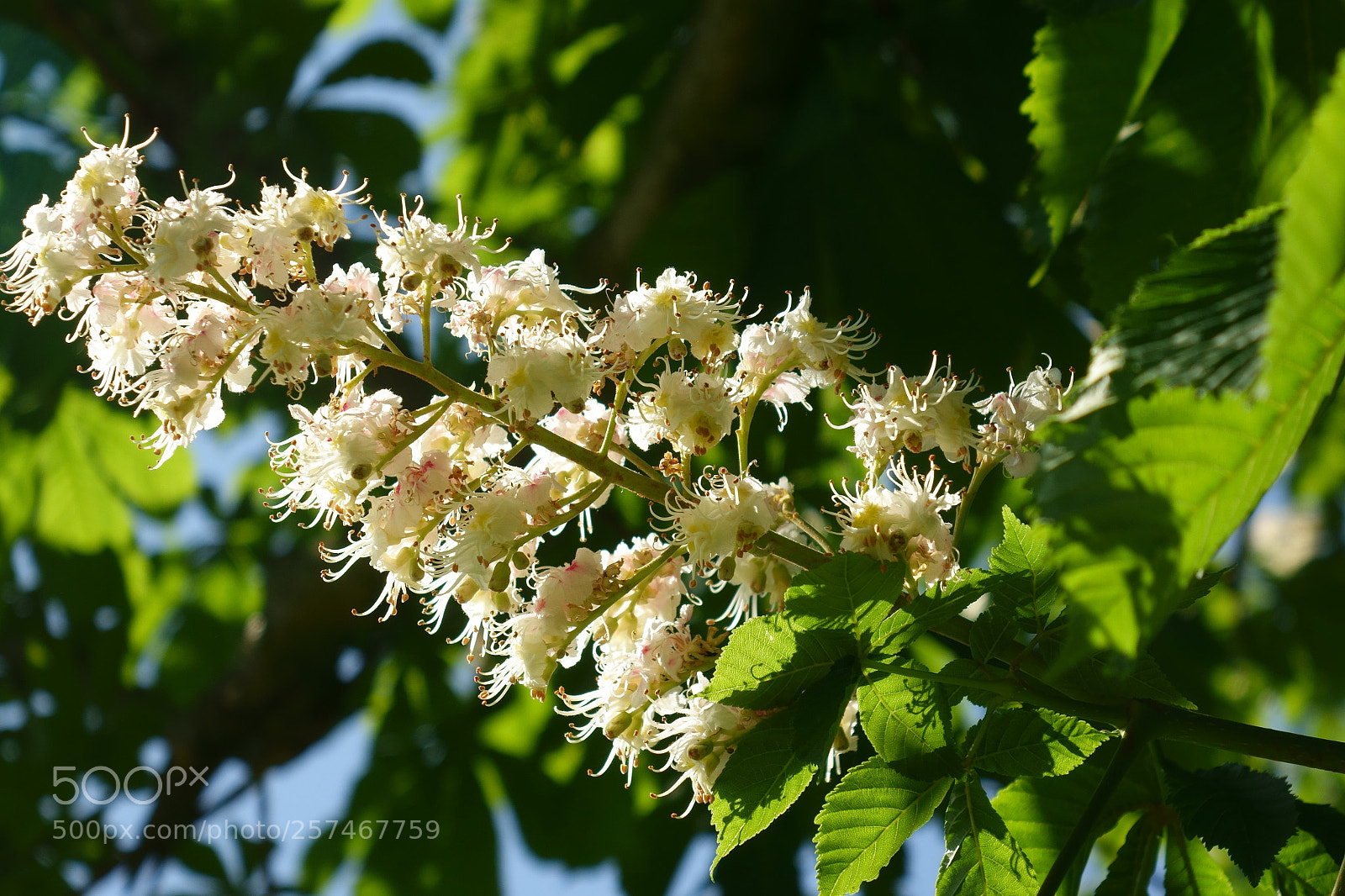 Sony Cyber-shot DSC-RX10 sample photo. Blossoming chestnut tree photography
