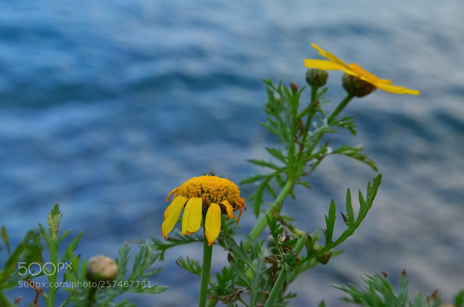 Nikon D7000 sample photo. Untitled photography
